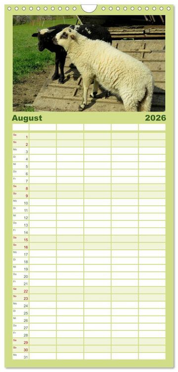 Produktbild: Familienplaner 2026 - Sch&auml;fchen z&auml;hlen - mit Schafen durchs Jahr mit 5 Spalten (Wandkalender, 21 x 45 cm) CALVENDO