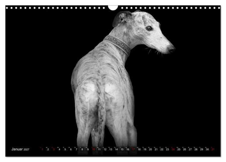 Produktbild: Galgo Espa&ntilde;ol - der spanische Windhund 2027 (Wandkalender 2027 DIN A3 quer), CALVENDO Monatskalender