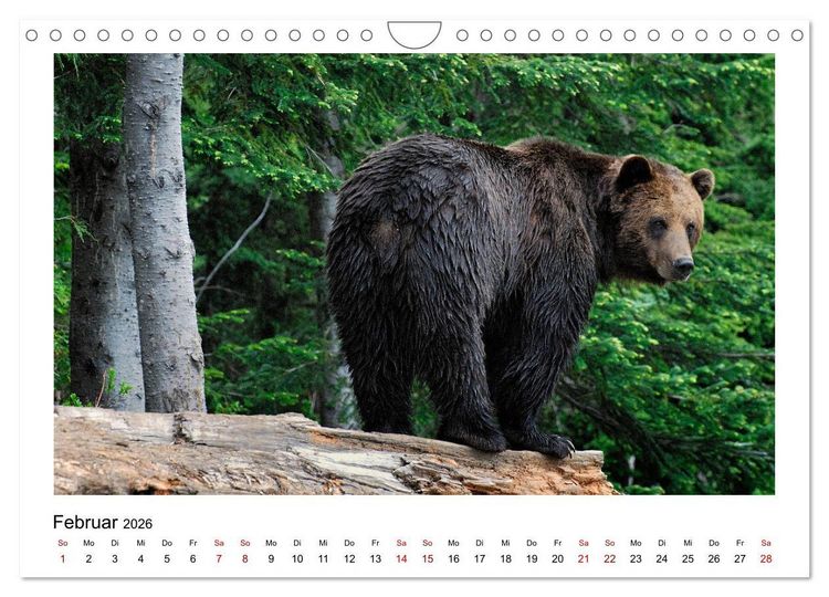 Produktbild: Braunb&auml;ren in Alaska (Wandkalender 2026 DIN A4 quer), CALVENDO Monatskalender