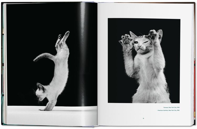 Produktbild: Walter Chandoha. Cats. Photographs 1942&ndash;2018