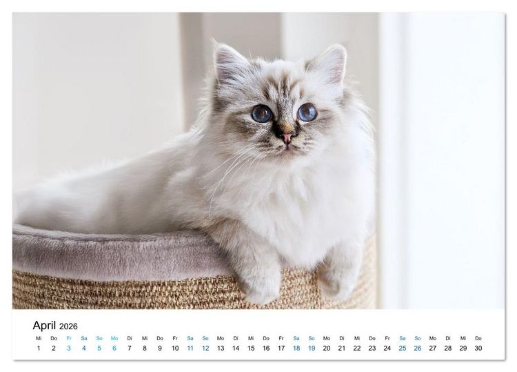 Produktbild: Heilige Birma Katzen - Eine Rasse mit traumhaft blauen Augen. (Tischkalender 2026 DIN A5 quer), CALVENDO Monatskalender