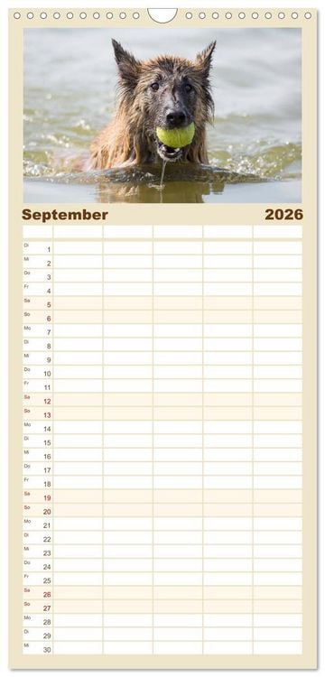 Produktbild: Familienplaner 2026 - Freunde auf vier Pfoten am Strand mit 5 Spalten (Wandkalender, 21 x 45 cm) CALVENDO