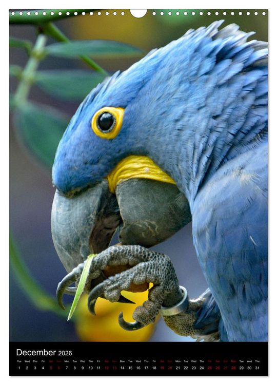 Produktbild: Fascinating parrots from all over the world (Wall Calendar 2026 DIN A3 portrait), CALVENDO 12 Month Wall Calendar