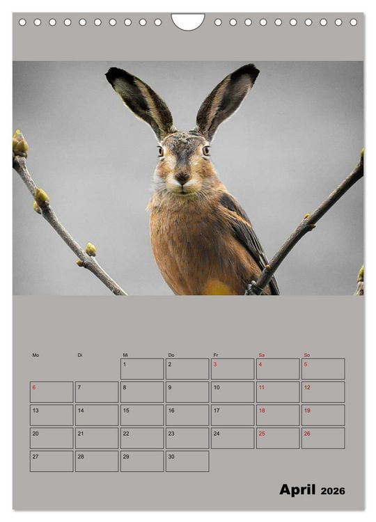 Produktbild: Seltsame Tiere - da stimmt doch was nicht... (Wandkalender 2026 DIN A4 hoch), CALVENDO Monatskalender