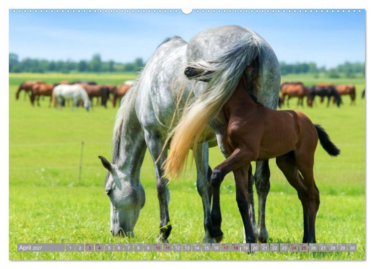 Produktbild: The Magic of Happy Foals (High Quality Premium Wall Calendar 2027 DIN A2 landscape),CALVENDO 12 Month Wall Calendar