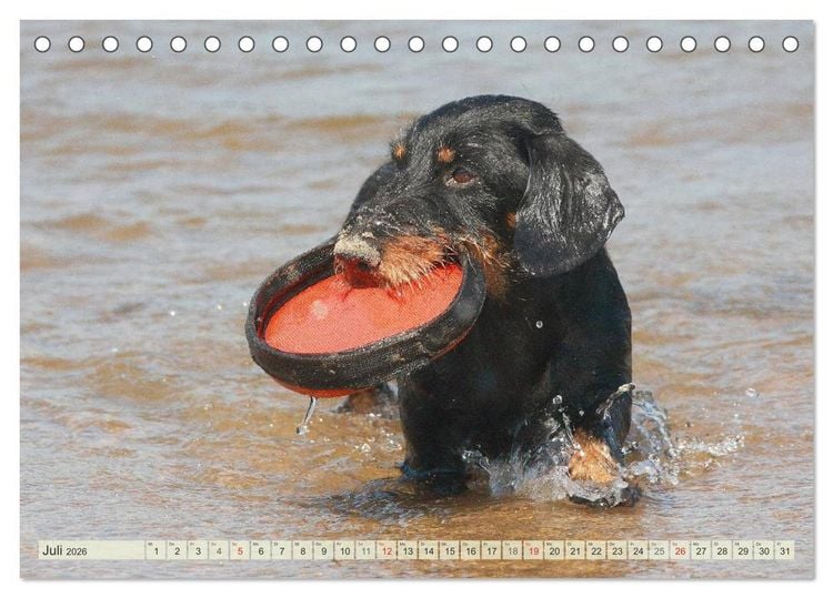 Produktbild: Liebenswerte Rabauken Rauhaardackel / CH-Version (Tischkalender 2026 DIN A5 quer), CALVENDO Monatskalender