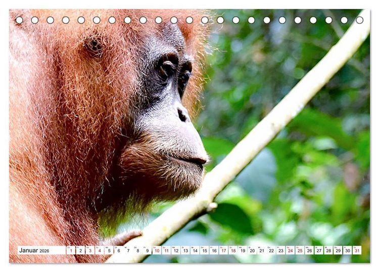 Produktbild: Die letzten freilebenden Orang Utans (Tischkalender 2026 DIN A5 quer), CALVENDO Monatskalender
