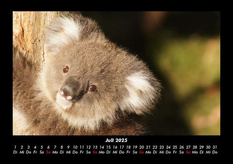 Produktbild: Koala 2025 Fotokalender DIN A3