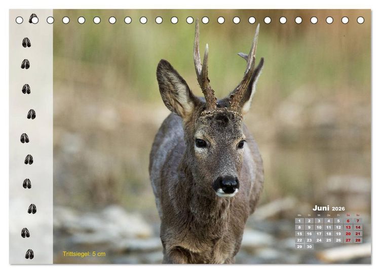 Produktbild: Tierspuren in der Natur (Tischkalender 2026 DIN A5 quer), CALVENDO Monatskalender