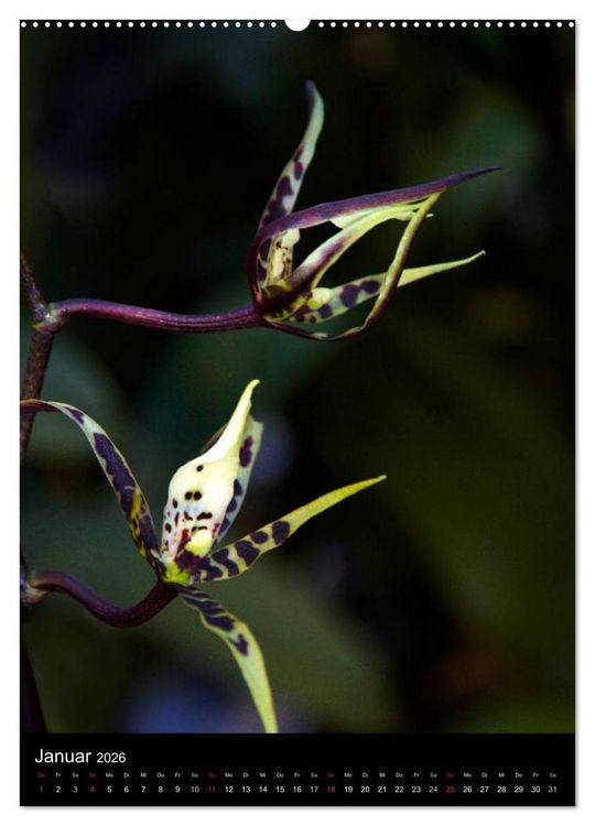 Produktbild: Faszination Orchideen (Wandkalender 2026 DIN A2 hoch), CALVENDO Monatskalender
