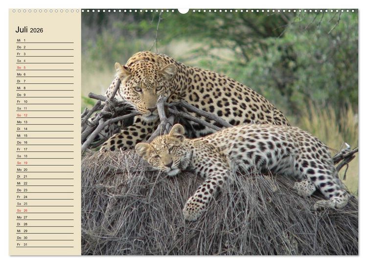 Produktbild: Die Lautlosen. Geparden und Leoparden (hochwertiger Premium Wandkalender 2026 DIN A2 quer), Kunstdruck in Hochglanz
