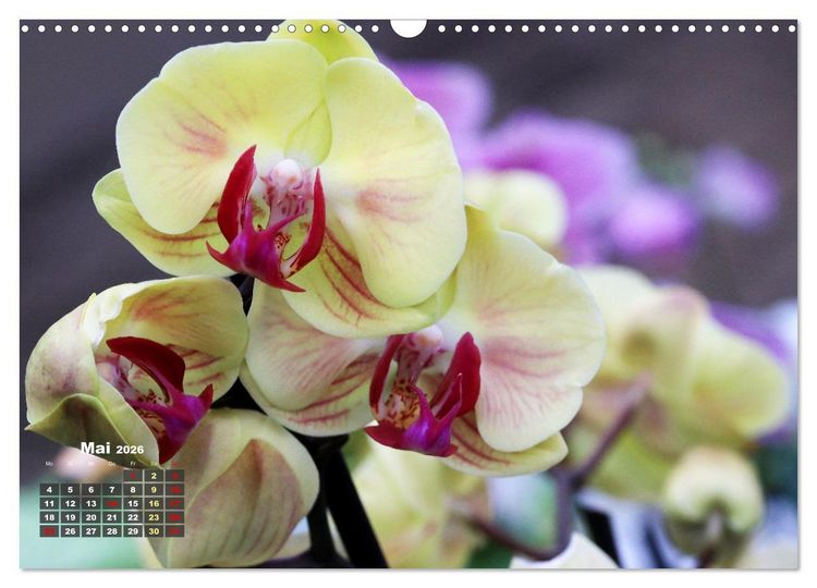 Produktbild: Pr&auml;chtige Orchideen (Wandkalender 2026 DIN A3 quer), CALVENDO Monatskalender