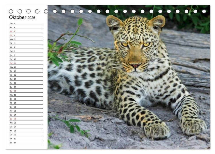 Produktbild: Leoparden. Elegante J&auml;ger (Tischkalender 2026 DIN A5 quer), CALVENDO Monatskalender