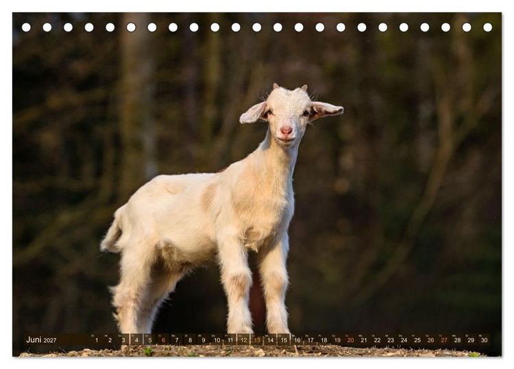Produktbild: Im Ziegenkindergarten (Tischkalender 2027 DIN A5 quer), CALVENDO Monatskalender