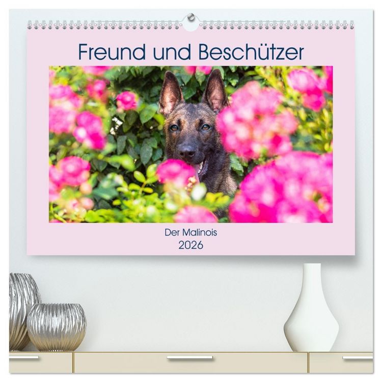 Produktbild: Freund und Besch&uuml;tzer - Der Malinois (hochwertiger Premium Wandkalender 2026 DIN A2 quer), Kunstdruck in Hochglanz