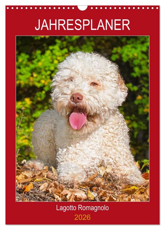 Produktbild: Jahresplaner Lagotto Romagnolo (Wandkalender 2026 DIN A3 hoch), CALVENDO Monatskalender