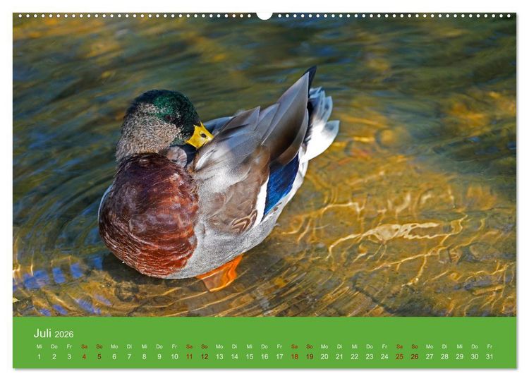 Produktbild: Faszination Enten (hochwertiger Premium Wandkalender 2026 DIN A2 quer), Kunstdruck in Hochglanz
