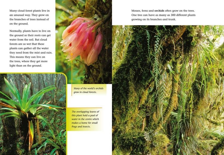 Produktbild: The Cloud Forest