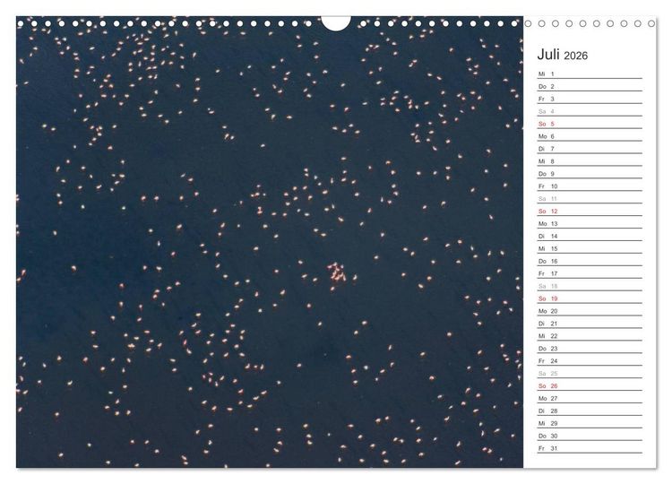 Produktbild: Flamingo Impressionen 2026 (Wandkalender 2026 DIN A3 quer), CALVENDO Monatskalender