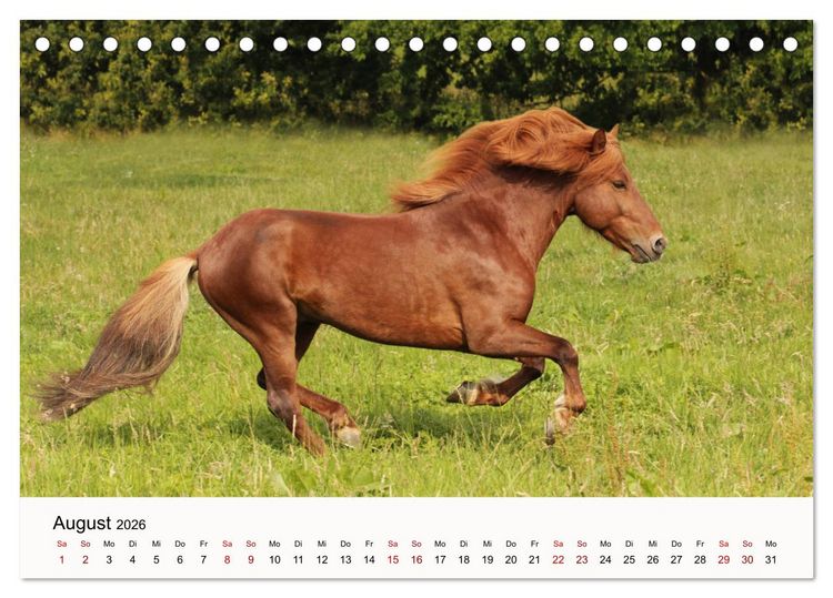 Produktbild: Isl&auml;nder - icelandic horses (Tischkalender 2026 DIN A5 quer), CALVENDO Monatskalender