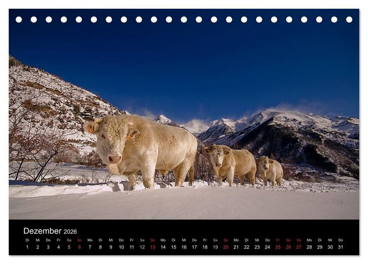 Produktbild: K&uuml;he 2026 (Tischkalender 2026 DIN A5 quer), CALVENDO Monatskalender