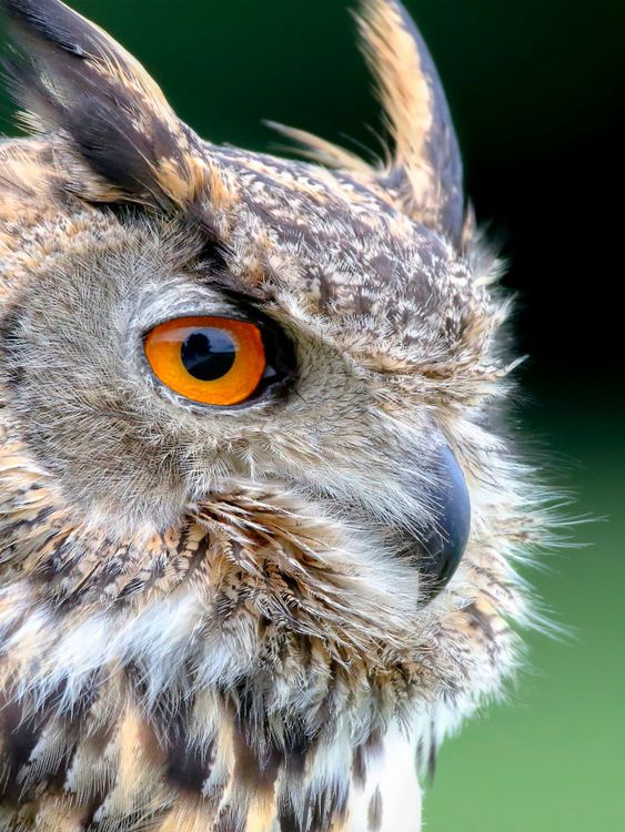 Produktbild: CALVENDO Puzzle Eule 1000 Teile Lege-Gr&ouml;&szlig;e 480 x 640 cm Foto-Puzzle Bild von Peter Roder