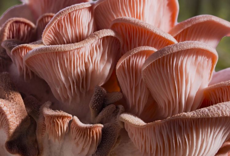 Produktbild: FANTASTISCHE PILZE - Die magische Welt zu unseren F&uuml;&szlig;en