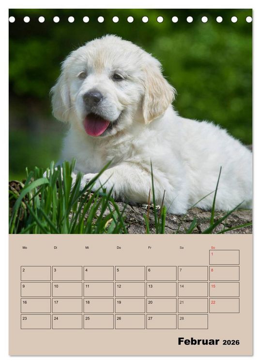 Produktbild: Jahresplaner Golden Retriever Welpen (Tischkalender 2026 DIN A5 hoch), CALVENDO Monatskalender