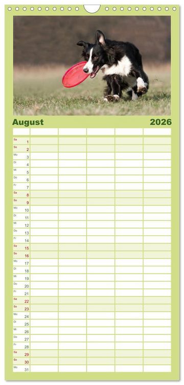 Produktbild: Familienplaner 2026 - Border Collies mit 5 Spalten (Wandkalender, 21 x 45 cm) CALVENDO