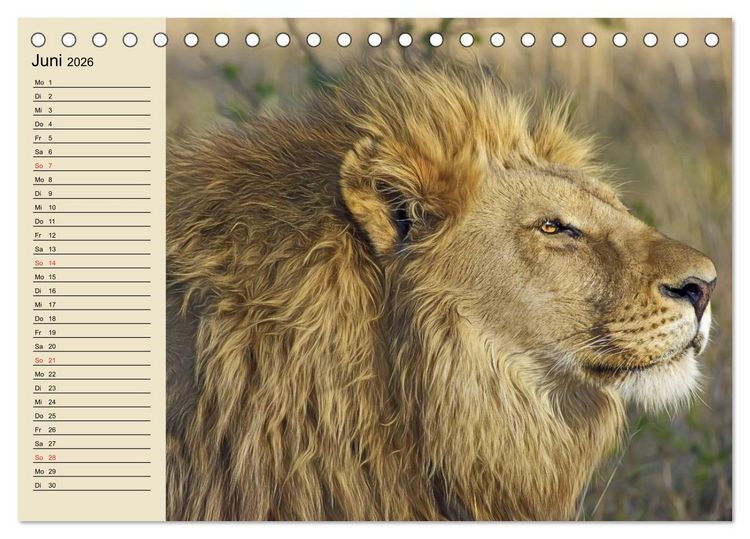 Produktbild: L&ouml;wen in freier Wildbahn (Tischkalender 2026 DIN A5 quer), CALVENDO Monatskalender
