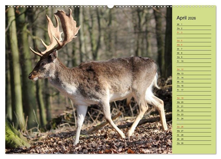 Produktbild: Hirsche - K&ouml;nige des Waldes/Geburtstagskalender (hochwertiger Premium Wandkalender 2026 DIN A2 quer), Kunstdruck in Hochglanz