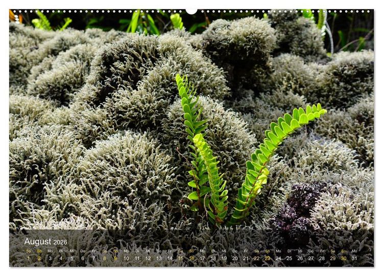Produktbild: La Reunion - Traumhafte K&uuml;sten und Hochgebirge (hochwertiger Premium Wandkalender 2026 DIN A2 quer), Kunstdruck in Hochglanz