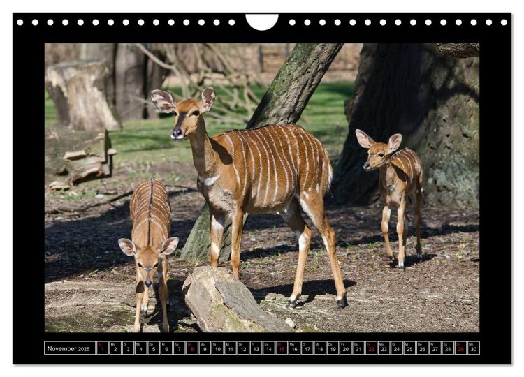 Produktbild: Dresdner Zootiere 2026 (Wandkalender 2026 DIN A4 quer), CALVENDO Monatskalender
