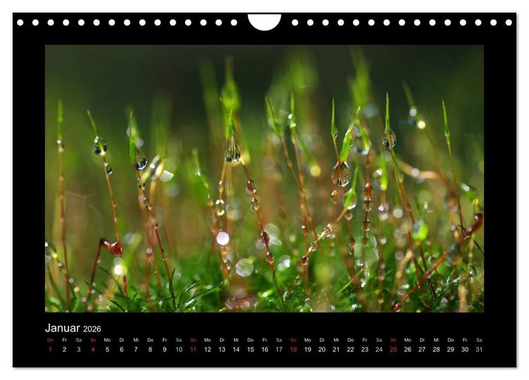 Produktbild: Meine kleine gr&uuml;ne Wassertropfen Welt (Wandkalender 2026 DIN A4 quer), CALVENDO Monatskalender