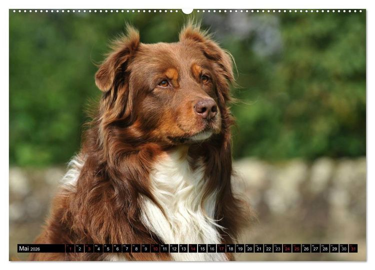 Produktbild: Bekannt wie ein bunter Hund. Australian Shepherd (Wandkalender 2026 DIN A2 quer), CALVENDO Monatskalender