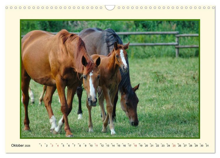 Produktbild: Fr&uuml;hling auf der Pferdeweide (Wandkalender 2026 DIN A3 quer), CALVENDO Monatskalender