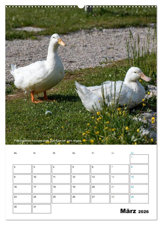 Produktbild: Liebenswerte Landtiere (Wandkalender 2026 DIN A2 hoch), CALVENDO Monatskalender