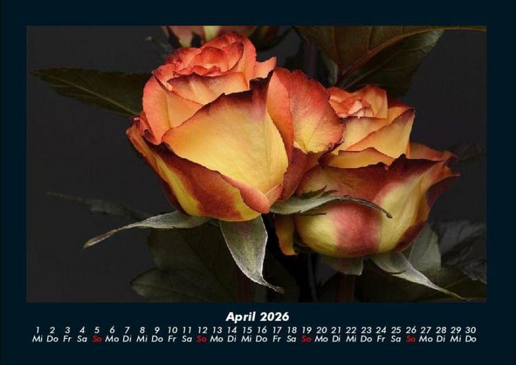 Produktbild: Blumentr&auml;ume 2026 Fotokalender DIN A4