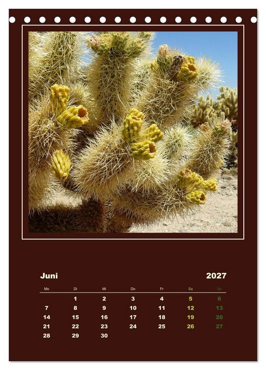 Produktbild: Wilde Kakteen Amerikas (Tischkalender 2027 DIN A5 hoch), CALVENDO Monatskalender