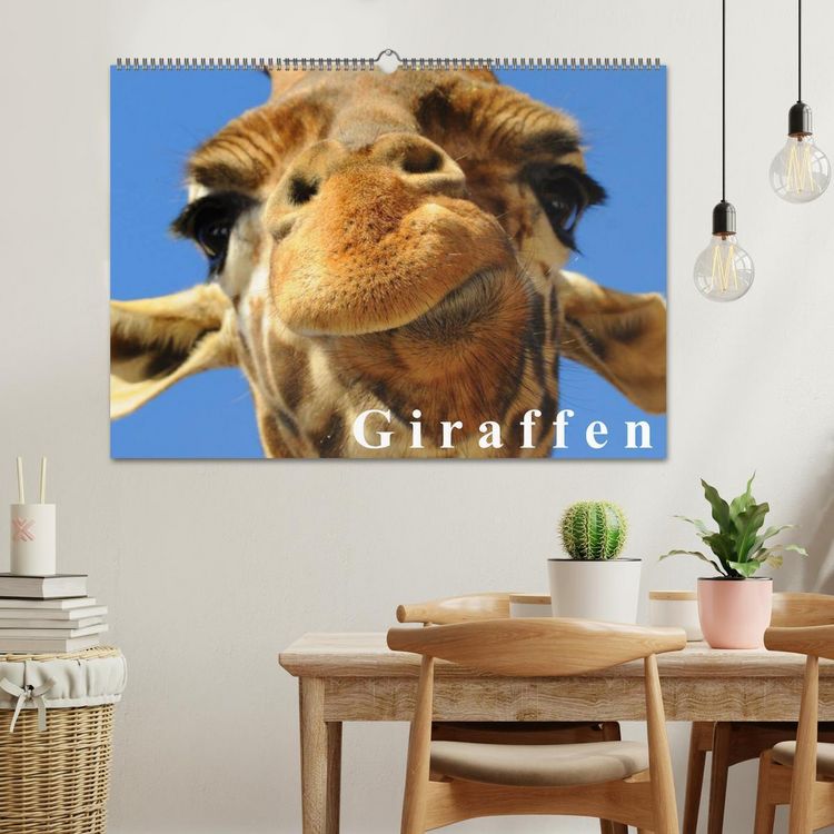 Produktbild: Giraffen / Geburtstagskalender (Wandkalender 2026 DIN A2 quer), CALVENDO Monatskalender