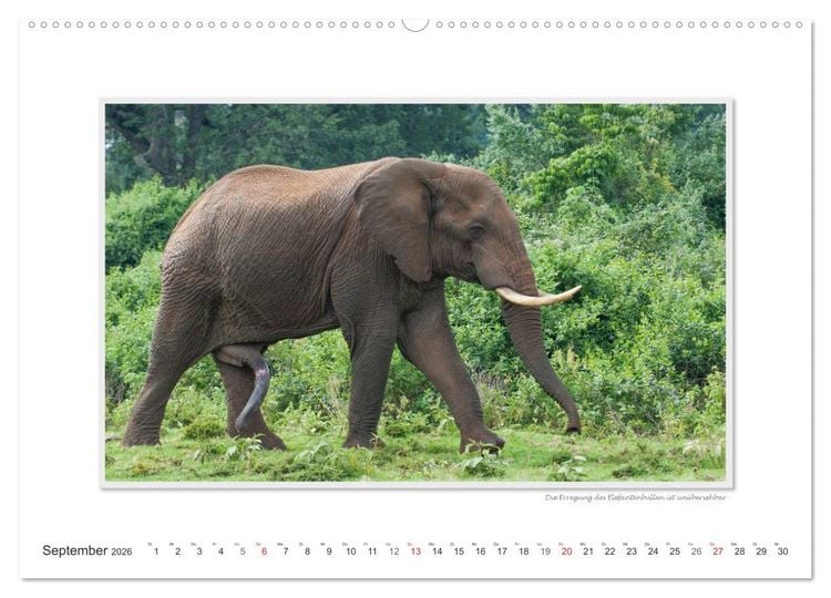 Produktbild: Emotionale Momente: Tierischer Sex. (Wandkalender 2026 DIN A2 quer), CALVENDO Monatskalender