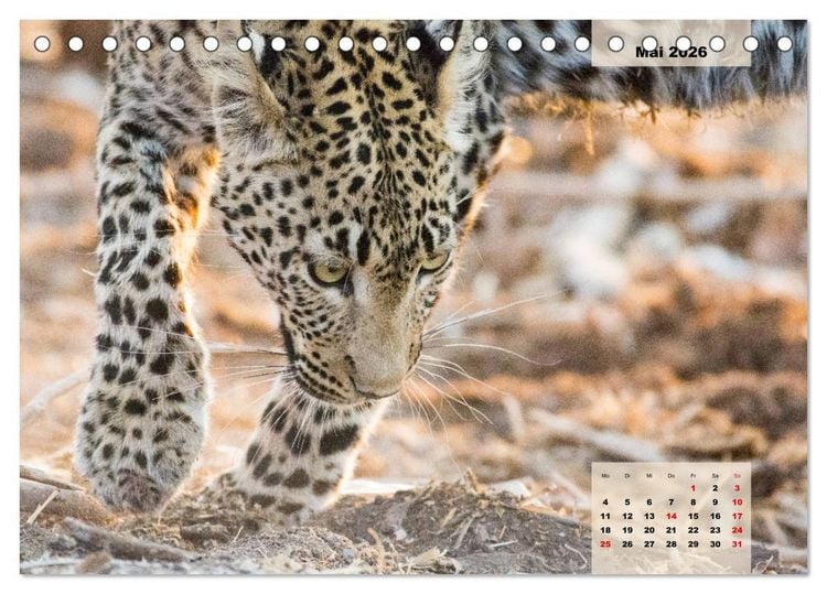 Produktbild: Raubkatzen - L&ouml;we, Gepard, Leopard (Tischkalender 2026 DIN A5 quer), CALVENDO Monatskalender