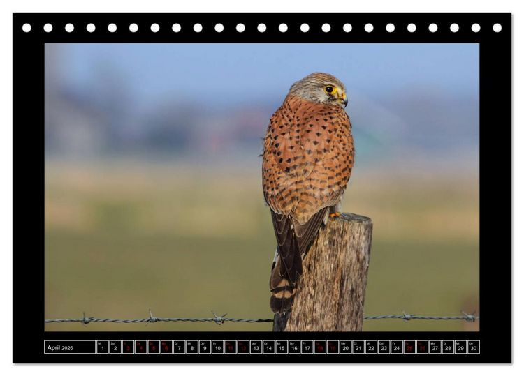 Produktbild: Niederrheinische Vogelwelt (Tischkalender 2026 DIN A5 quer), CALVENDO Monatskalender