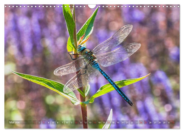 Produktbild: Libellen - Fliegende Edelsteine (Wandkalender 2026 DIN A3 quer), CALVENDO Monatskalender