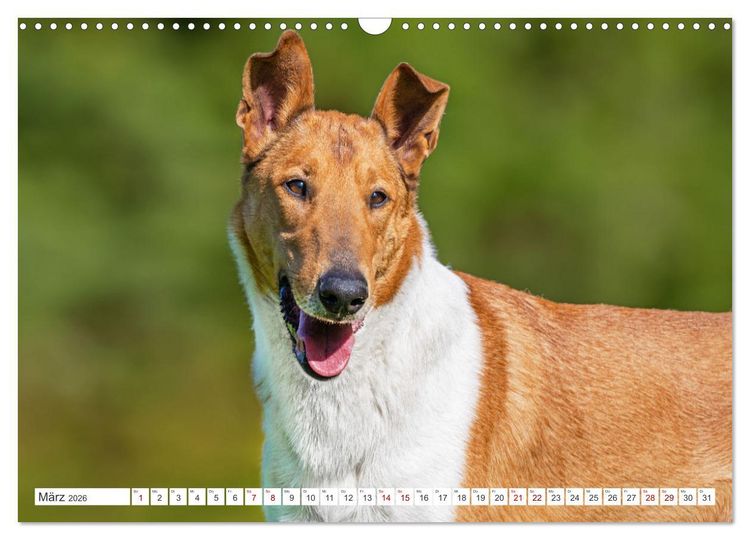 Produktbild: Ein Freund f&uuml;rs Leben - Smooth Collie (Wandkalender 2026 DIN A3 quer), CALVENDO Monatskalender