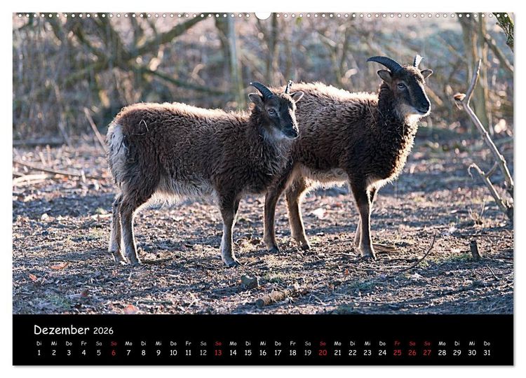 Produktbild: Schafe und L&auml;mmer (Wandkalender 2026 DIN A2 quer), CALVENDO Monatskalender
