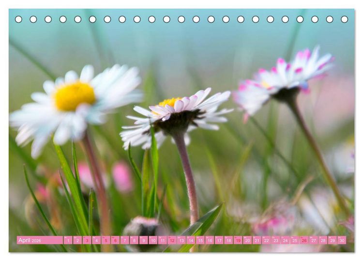 Produktbild: G&auml;nsebl&uuml;mchen Poesie (Tischkalender 2026 DIN A5 quer), CALVENDO Monatskalender