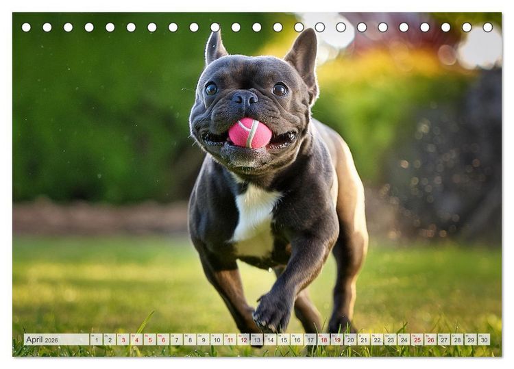 Produktbild: Bullys in Action - Franz&ouml;sische Bulldoggen lieben B&auml;lle (Tischkalender 2026 DIN A5 quer), CALVENDO Monatskalender