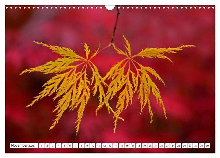 Produktbild: Bunte Bl&auml;tter (Wandkalender 2026 DIN A3 quer), CALVENDO Monatskalender