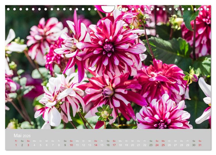 Produktbild: Dahlien - Prachtvolle Bl&uuml;ten des Sp&auml;tsommers (Wandkalender 2026 DIN A4 quer), CALVENDO Monatskalender